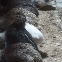 بلدرچین ۲۵ روزه