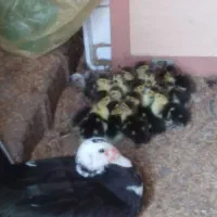 جوجه اردک اسراییلی