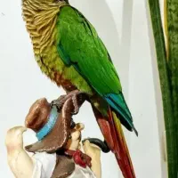 گرینچک رام و دستی شاه تخم درشت