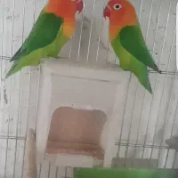 جفت طوطی برزیلی زیبا