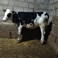 فروش گوساله سیمینتال ماده