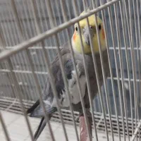عروس هلندی نر