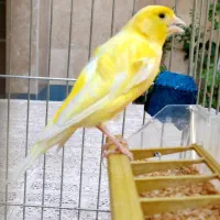 دوتا قناری نر با وسایل توضیحات رو بخونید