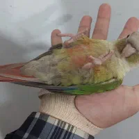 طوطی گرینچیک