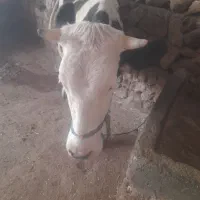 گاو سیمینتال