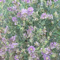 علوفه یونجه خالص بسته بندی دستی بزرگ
