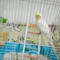 عروس هلندی