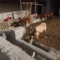 نریون مادیون اسب داری زنگ بزن