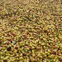خریدپسته کال تر وخشک