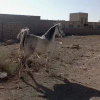 مادیان کرد اصیل فوروش فوری