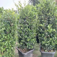 یاس هلندی جعبه ۵۰و۴۷