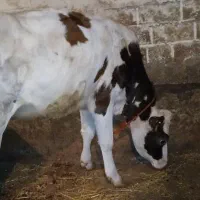 چهار تا گوساله سمینتال ماده