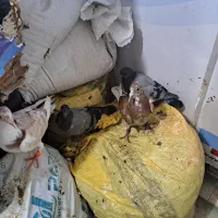 چندتا کفتر معاوضه