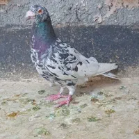 کبوتر