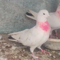 کبوتر گمشده