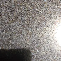 گندم آبی ادورا جی ۵