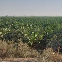 ۳۳۰۰۰ متر زمین کشاورزی مناسب گلخانه و دامداری و. .