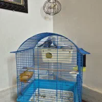 یک جفت مرغ عشق انگلیسی