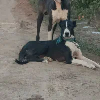 سگ نر ماده