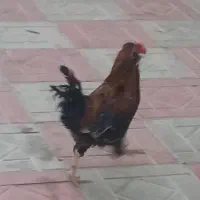 خروس فروش