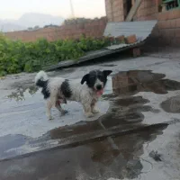 پاکوتاه نر