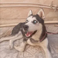 سگ هاسکی