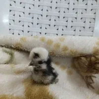 تخم مرغ سلطان نطفه دار