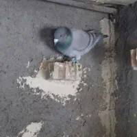 سلام|پرنده|جلگه ماژان, |دیوار