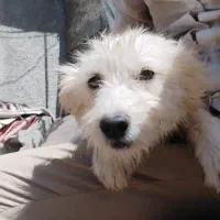 سگ شیتزو|سگ|تبریز, |دیوار