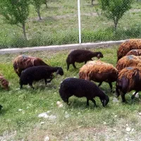 گوسفند|حیوانات مزرعه|محمدیار, |دیوار