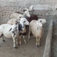 بره ماده پلنگی