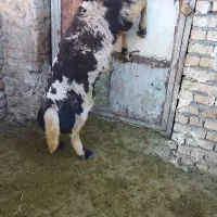 قوچ