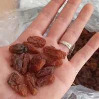 کشمش ومویز مخصوص آبگیری