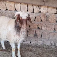 بره نر چاق مورموری