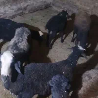 گوسفند