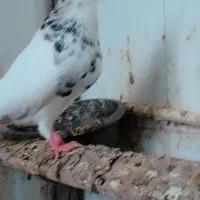 کبوتر طوقی هفت رنگ  نر