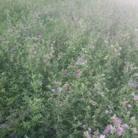 یونجه درجه یک