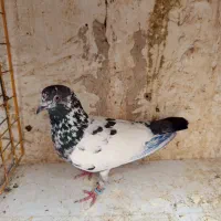 کفتر|پرنده|فردوسیه, |دیوار