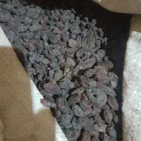 کشمش بی دونه