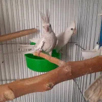 عروس هلندی