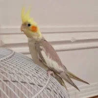 جوجه عروس تازه دونه زیبا و عروسک