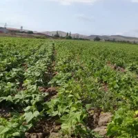 لوبیا قرمز فروشی