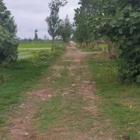 ۳۰۰۰ متر زمین شالیزار در روستای طرازکوه رشت