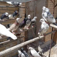 کبوتر|پرنده|لنجان, |دیوار