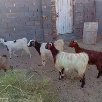 پنج راس کولار دورگ دونه 13تومن