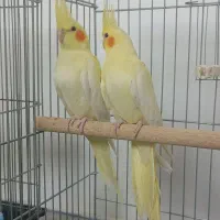 جوجه عروس هلندی 3 ماه