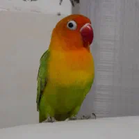 طوطی برزیلی و یک جفت مرغ عشق