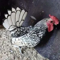 تخم مرغ سبرایت و جوجه