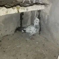 مایا|پرنده|اردبیل, |دیوار