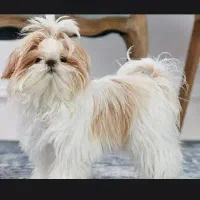 پاکوتاه برای جفتگیری